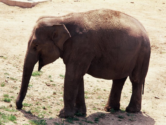 趣味科普小知识动物篇,有趣的动物科普小知识视频