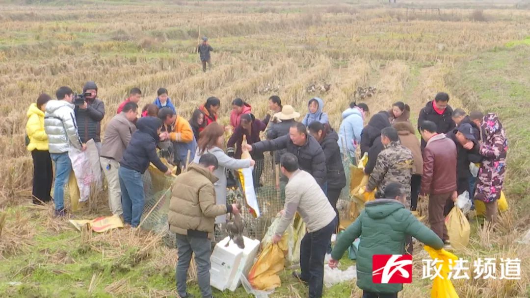 湖南买鸭,长沙买鸭