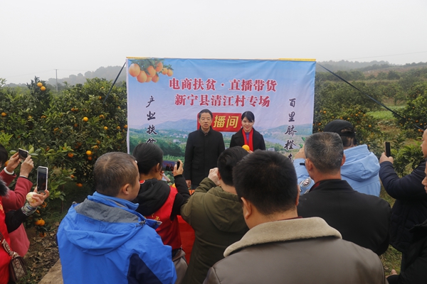 新宁县脐橙现状,湖南新宁脐橙果园