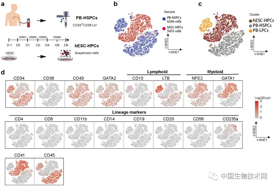 广州生物岛干细胞研究所,广州生物研究院官网