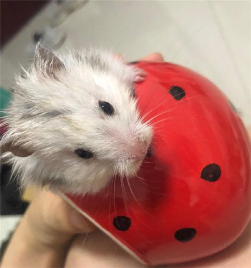 仓鼠剪牙能去宠物医院吗,仓鼠进宠物医院多少钱