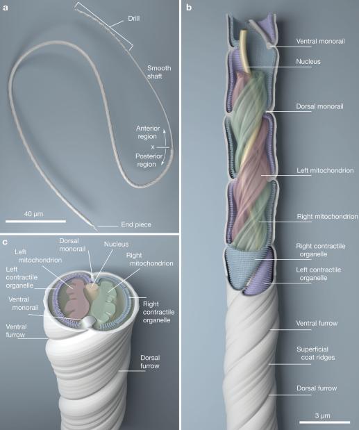 科学家发现精子质量,科学家发现1亿年前隧道