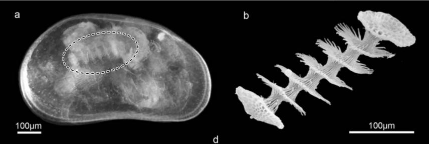 科学家发现精子质量,科学家发现1亿年前隧道