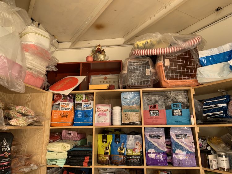 猫宠推荐便宜好用,青岛猫宠