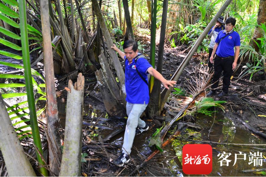 躬身向小草中国热带农业科学院副院长、研究员刘国道35载致敬海南