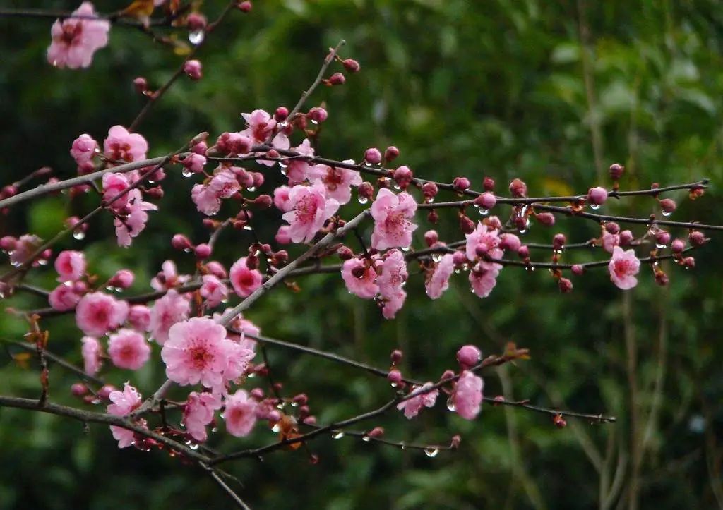 昆明春城风光秀,昆明春城秀小视频