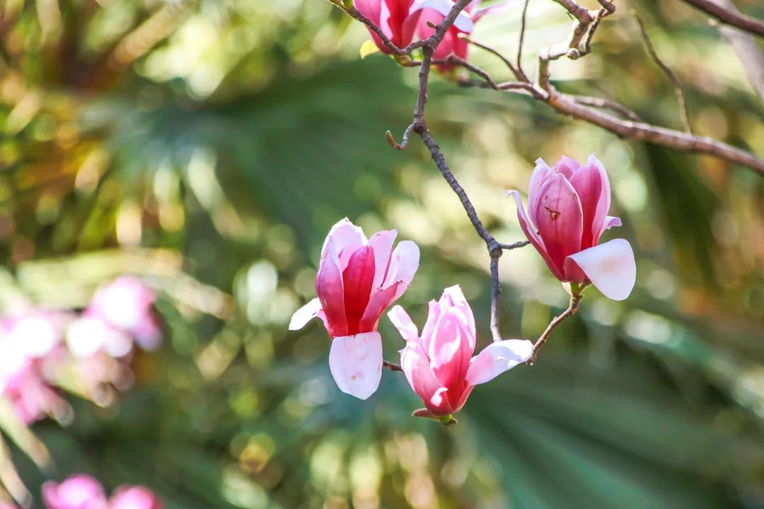 昆明春城风光秀,昆明春城秀小视频