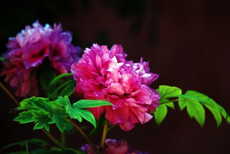 昆明春城风光秀,昆明春城秀小视频