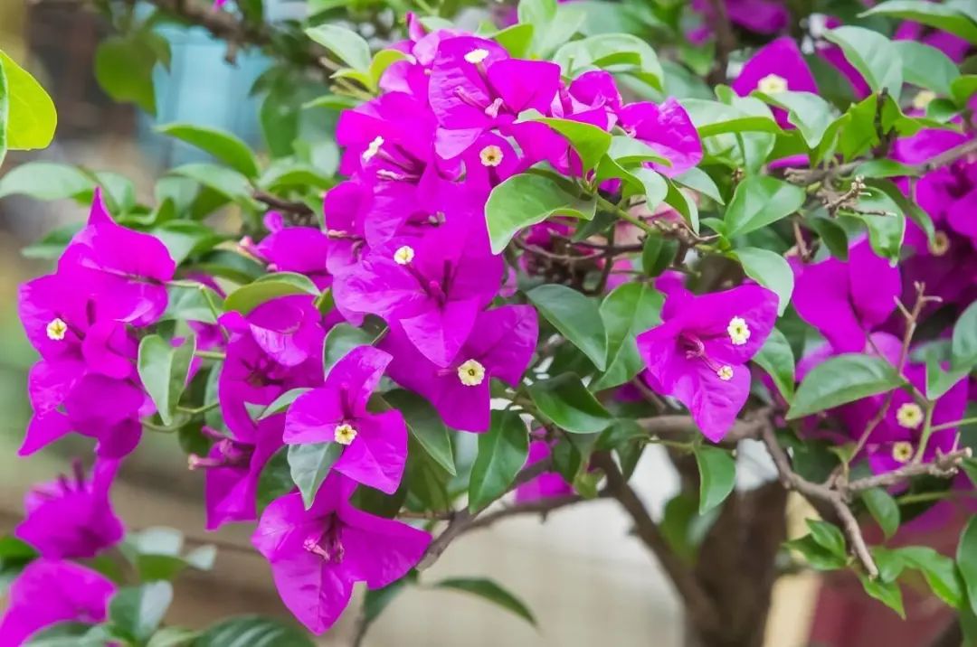 昆明春城风光秀,昆明春城秀小视频