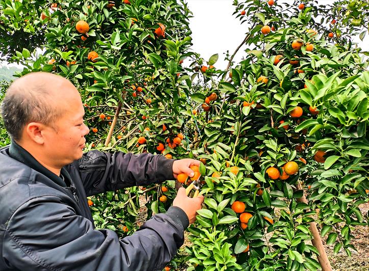 沙糖桔成熟果软,肇庆四会沙糖桔