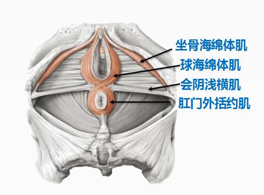 女人盆腔周围有哪些器官,女性身体背后内脏器官分布