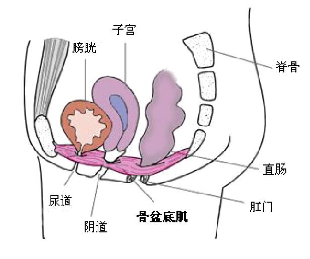 女人盆腔周围有哪些器官,女性身体背后内脏器官分布