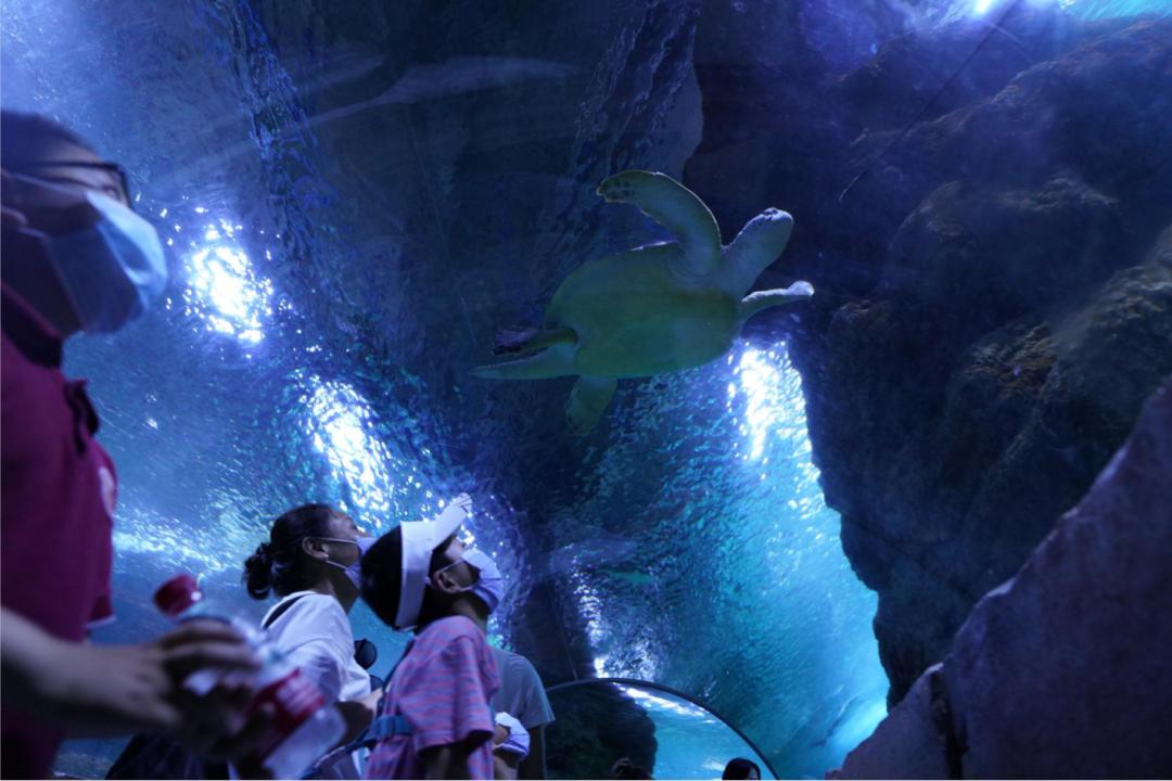 关于海龟生活习性的资料,海龟有时会干什么有什么特征