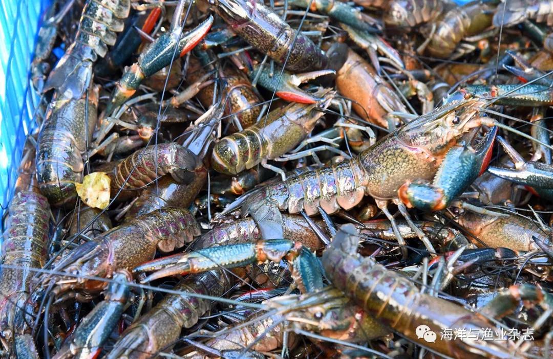 室内高密度养澳洲淡水龙虾,澳洲淡水龙虾养殖前景