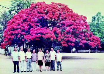 厦门的凤凰木,厦门凤凰木树