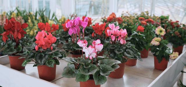 逛花市赏花灯,逛新春花市