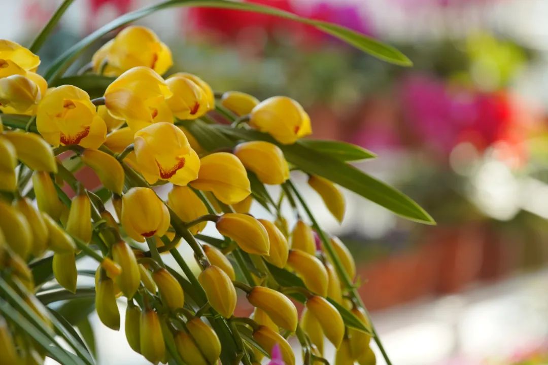 逛花市赏花灯,逛新春花市