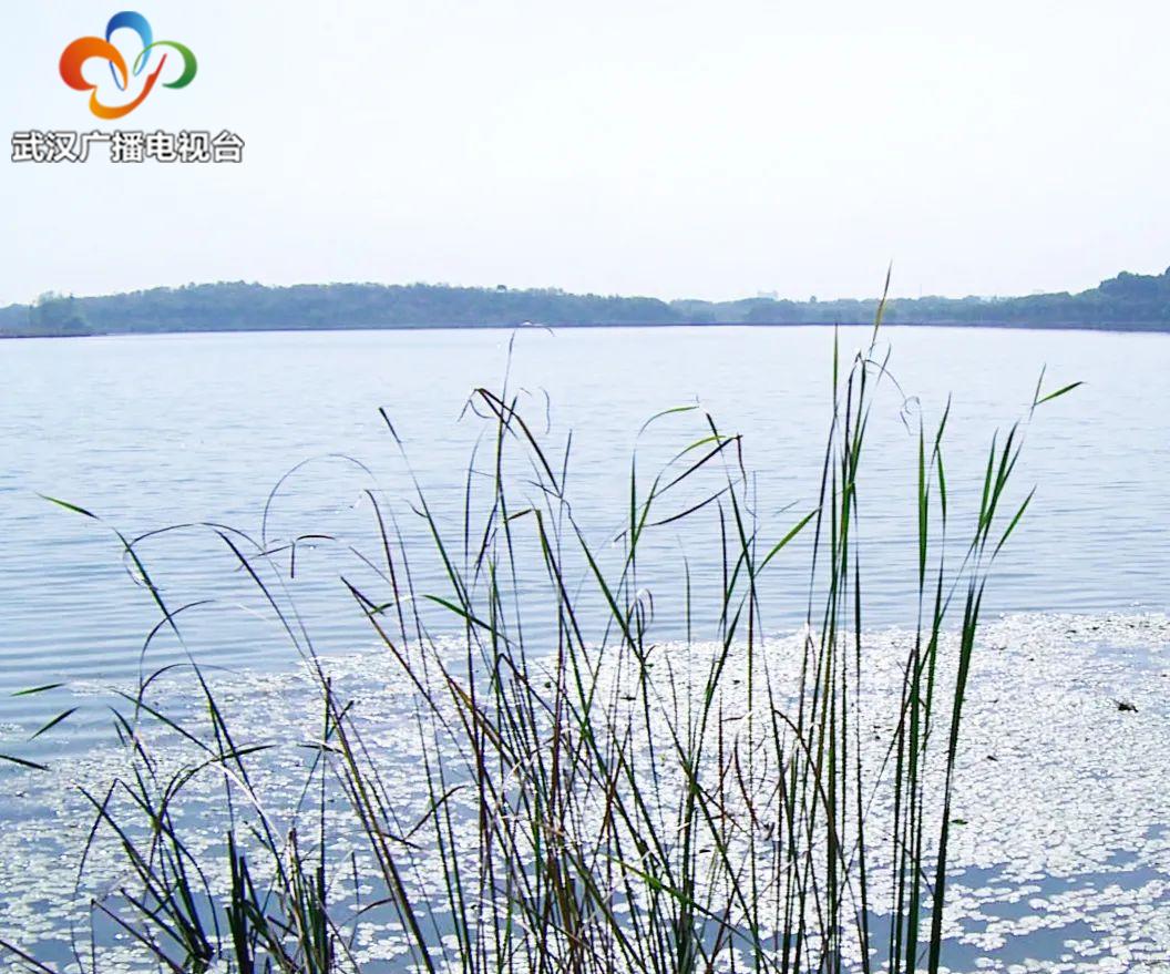 武汉百湖之城全景,武汉第一湿地公园