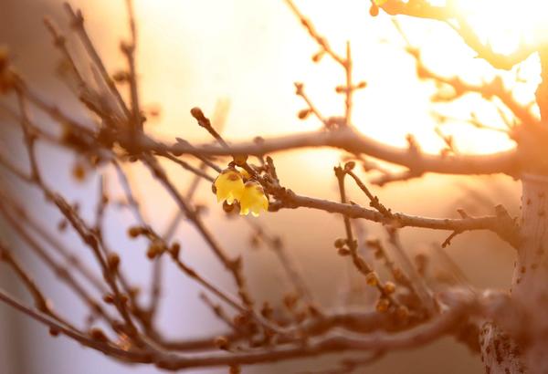 为何今年农历两个立春,为什么明年是双立春