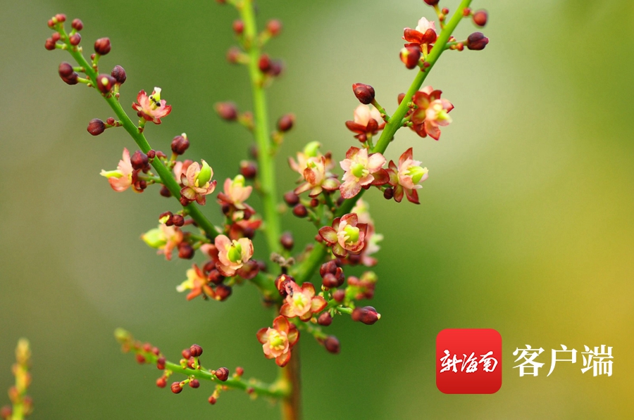 海南省濒危动物,海南省濒临灭绝药用植物