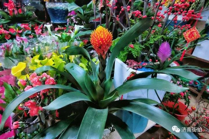 济南花卉市场哪个最大最出名,开放的济南花卉市场有哪些