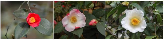 千姿百媚的山茶,千姿百媚的山茶图片