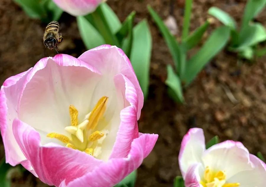 南宁赏花2022,赏花攻略南宁