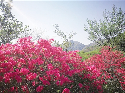 南阳赏花最佳地点,南阳市民赏花踏青乐享春日好时光