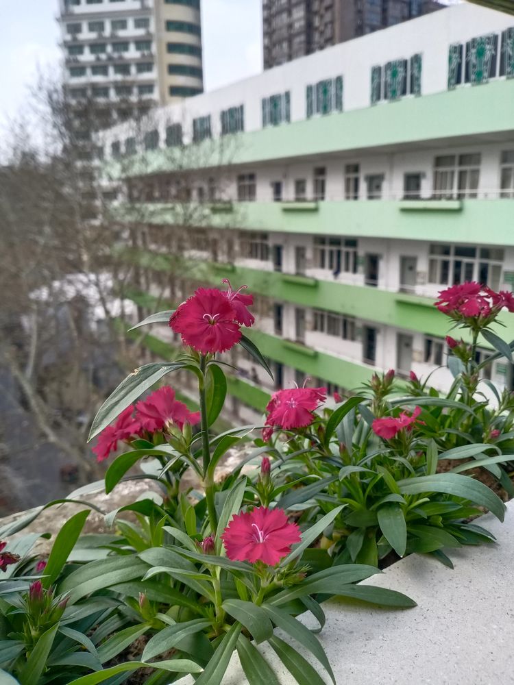 执手春天灼灼其华——咔嚓社最美遇见之寻找校园春意篇