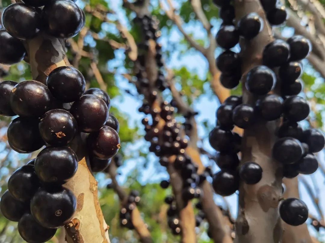 东莞人家里都种的“土豪果”身价暴跌10倍！曾卖到500元一斤