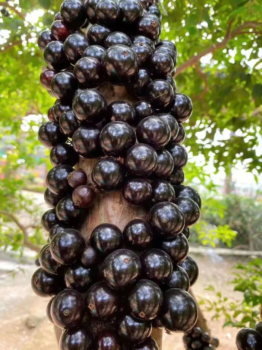 东莞人家里都种的“土豪果”身价暴跌10倍！曾卖到500元一斤