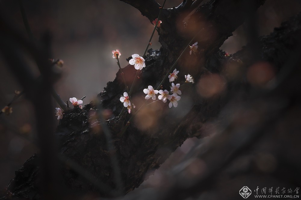 会员佳作｜吉龙生：“美丽中国、绿色江苏”梅花风韵系列作品