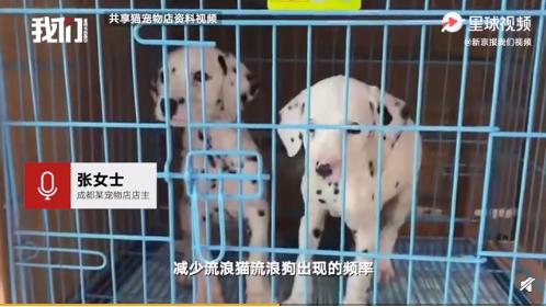 *子骗**又出新套路，可爱小猫沦为「骗钱工具人」