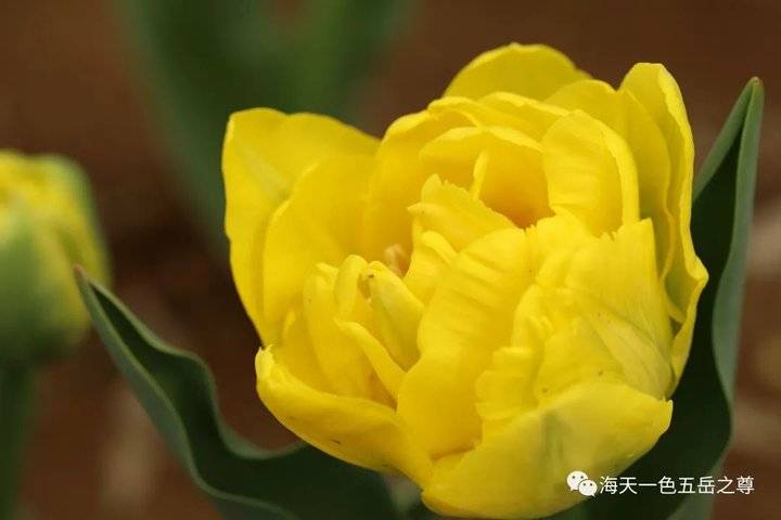 清明时节万物清新,清明万物新