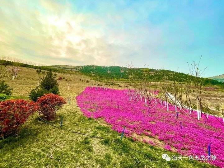 清明时节万物清新,清明万物新