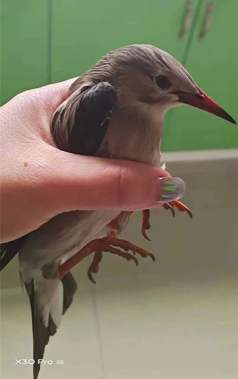 濂冲瓙瀹朵腑鎯婄幇绁炵鐢熺墿,濂冲瓙鍙戠幇鏌滃瓙閲屾湁鎬０