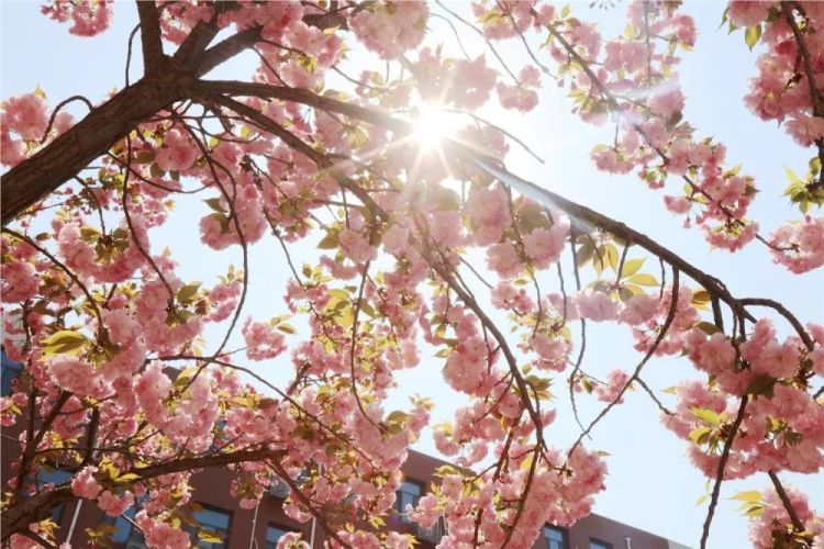 淄博五月樱花,淄博人山人海的樱花节