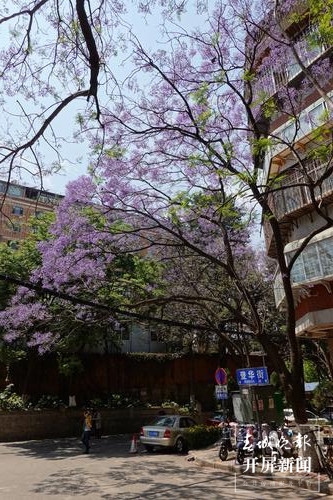 昆明蓝花楹观赏攻略,昆明六月蓝花楹最佳观赏地