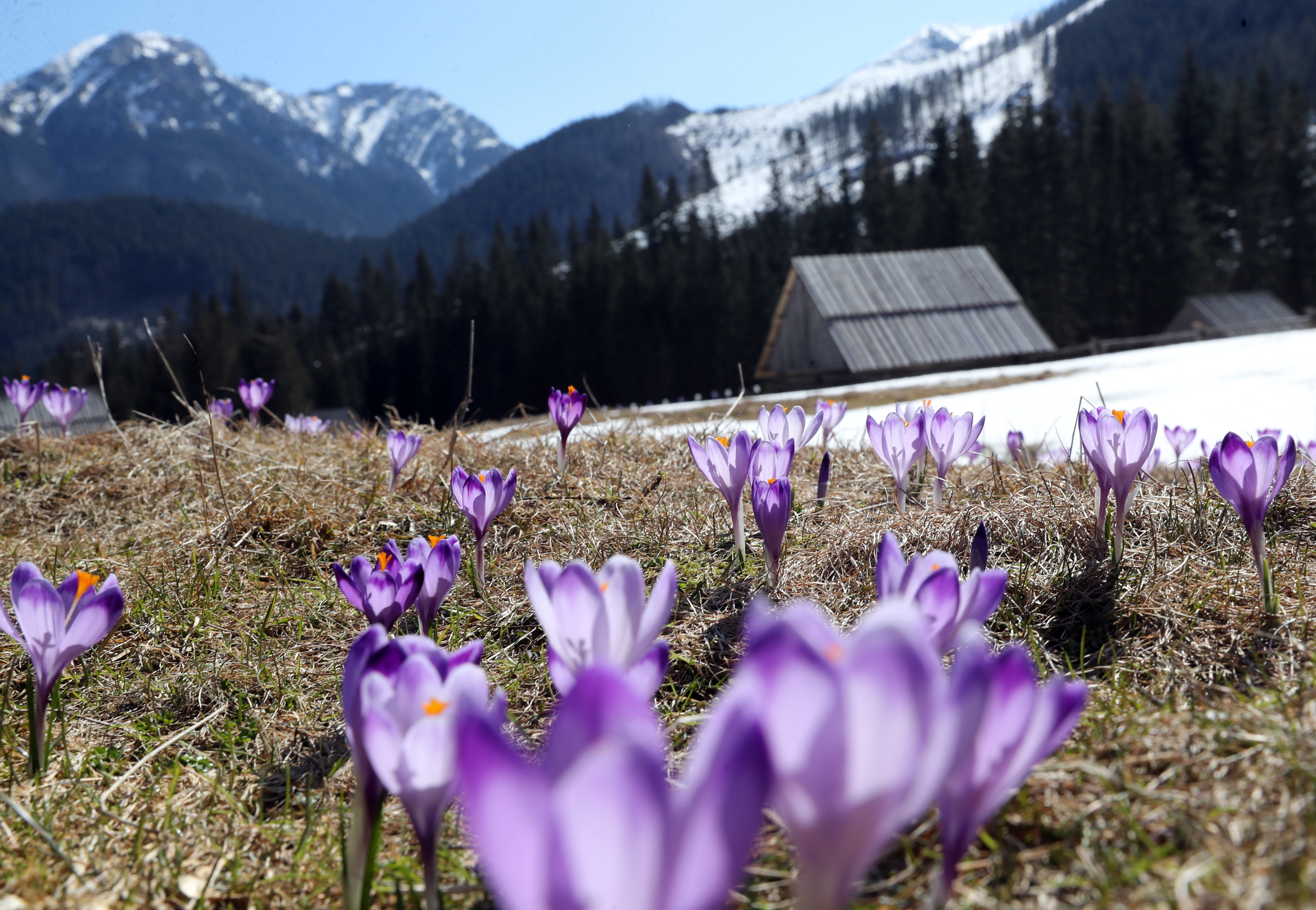 番红花开花后怎么处理,番红花开花期