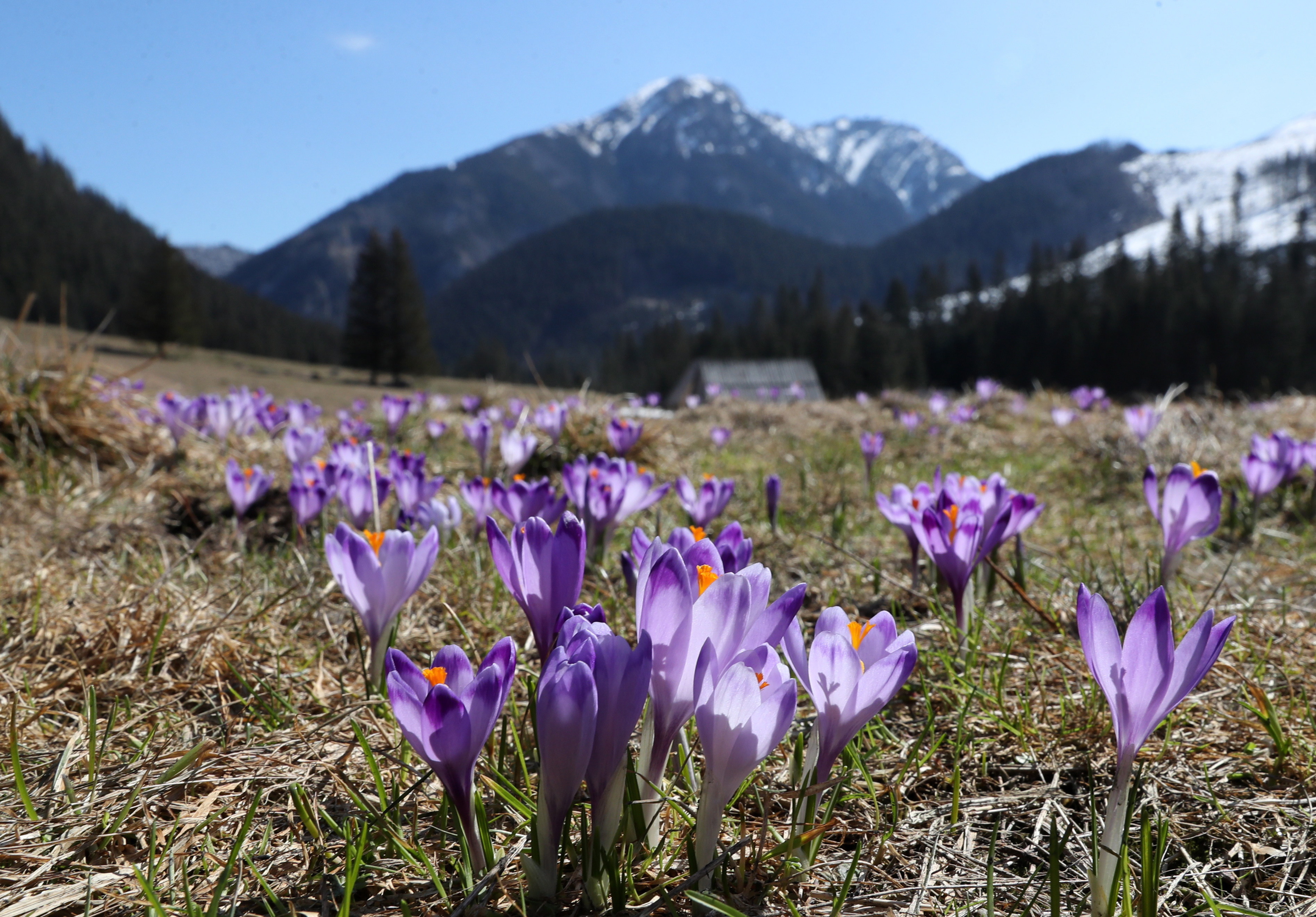 番红花开花后怎么处理,番红花开花期