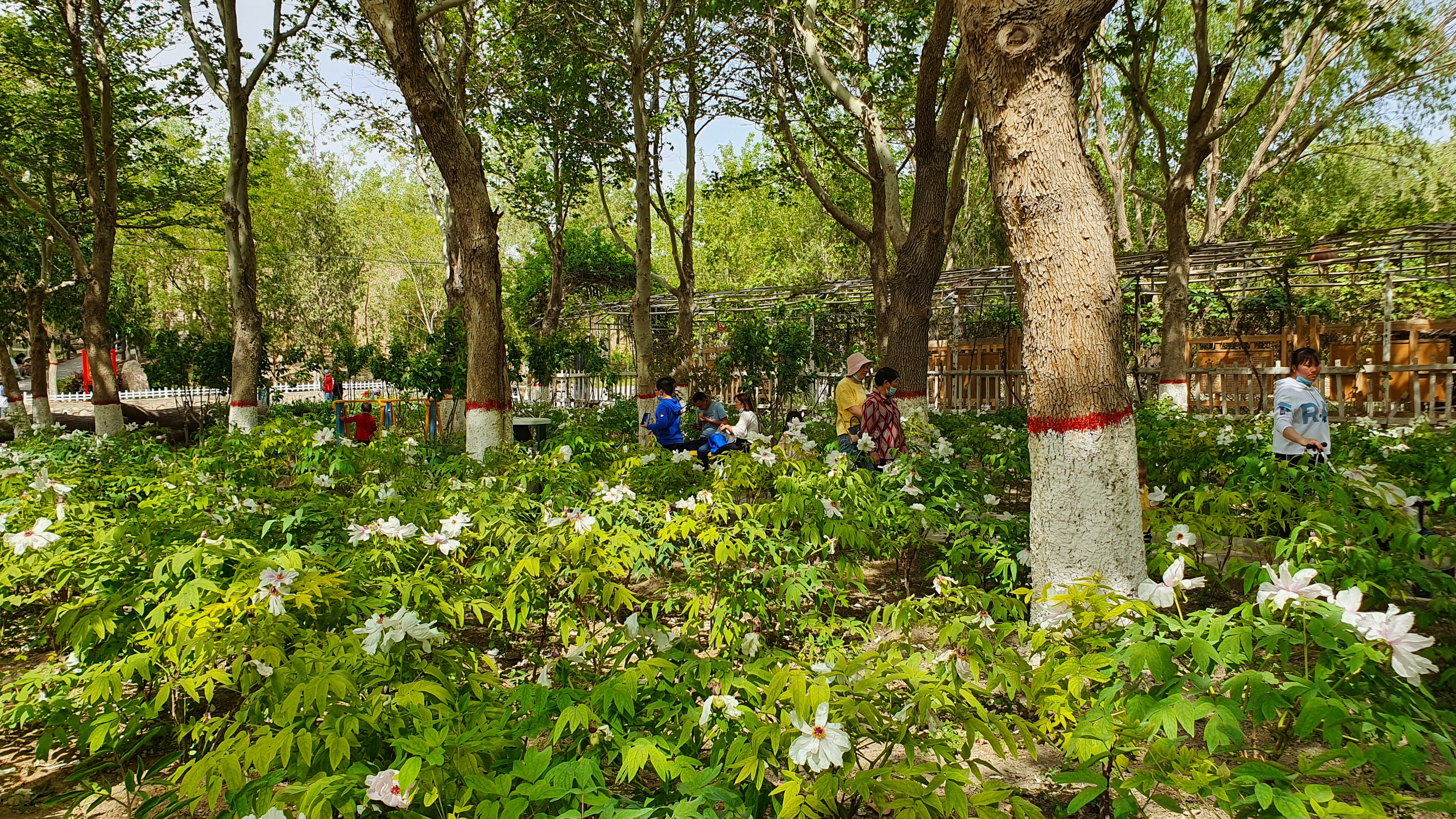 去龙山公园游玩日记100个字,龙山公园游玩视频