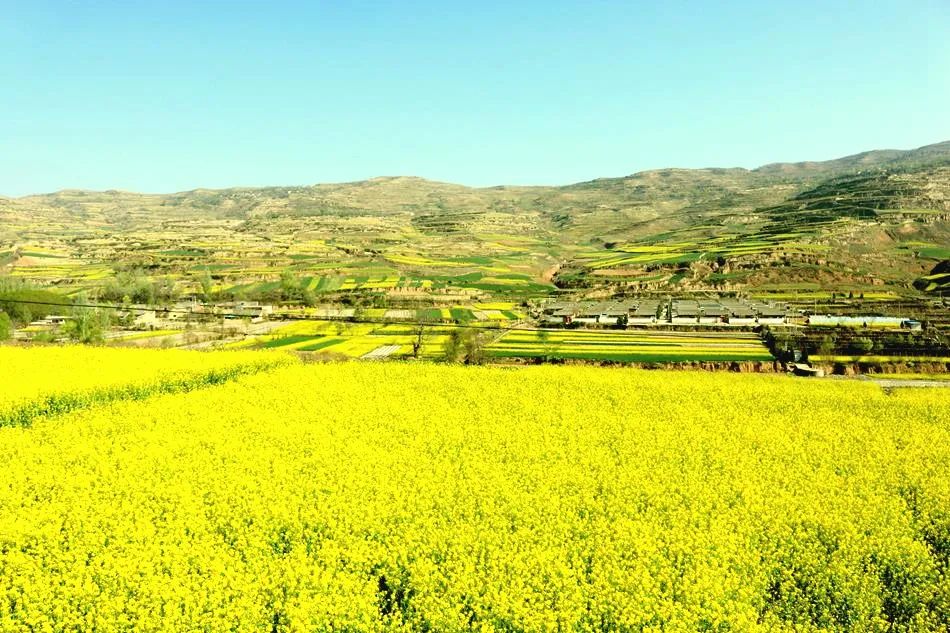 甘肃武山油菜花开了,武山的油菜花开了吗