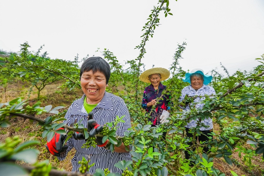 自贡市沿滩区农业振兴,自贡市沿滩区乡村振兴项目