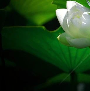 养血祛风止痒的药物有哪些,止痒消肿口服药