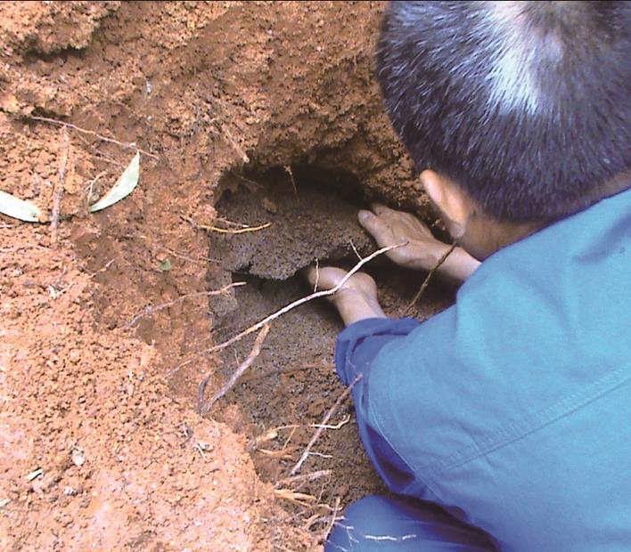 白蚁纷飞期怎么预防,白蚁常见的防治方法