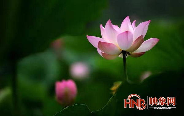 淮阳赏荷什么时候开幕,2020中国淮阳赏荷月开幕式