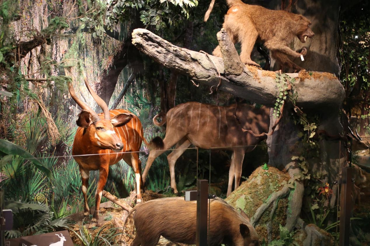 重庆自然博物馆动物标本,天津自然博物馆动物标本展区图片