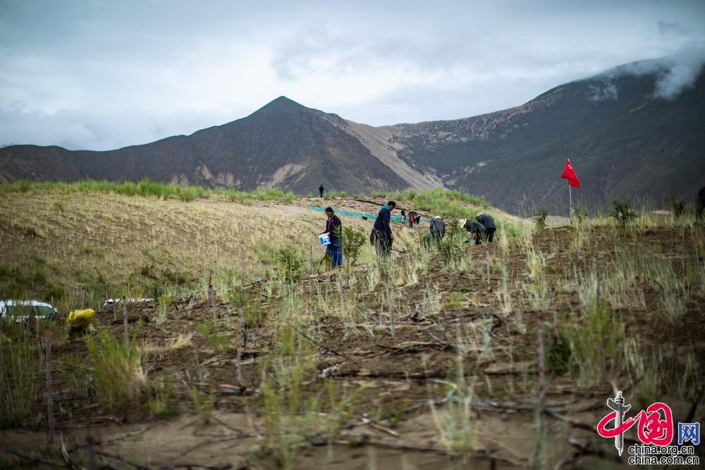 山南市沙化情况,山南市教育城东侧防沙治沙项目
