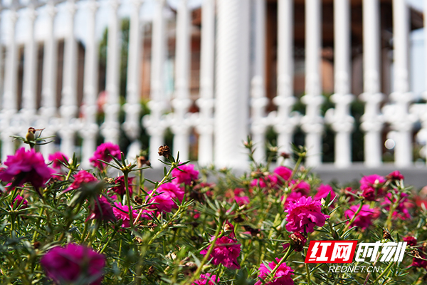 走进赫山看小康⑤｜农家院落换新颜沙岭村打造生态宜居美丽乡村