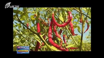 农民田间辛勤劳作喜迎首个丰收节,庆丰收让乡亲们的日子越过越红火